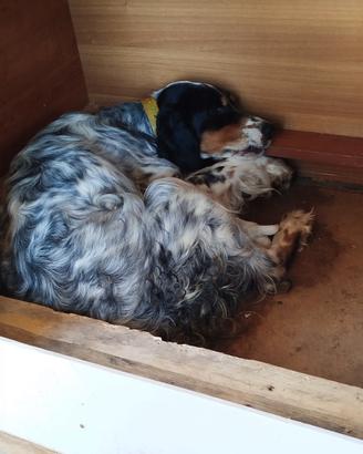 Cuccioli Setter inglese