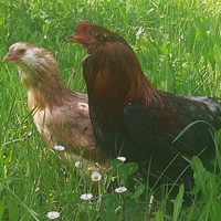 Coppia araucana frumento