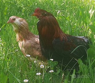 Coppia araucana frumento
