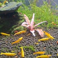 Neo caridina Davidi Yellow neon