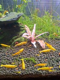 Neo caridina Davidi Yellow neon