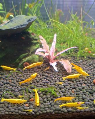 Neo caridina Davidi Yellow neon
