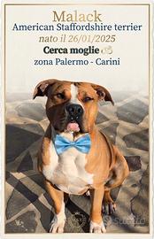 American Staffordshire terrier