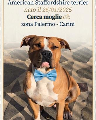 American Staffordshire terrier