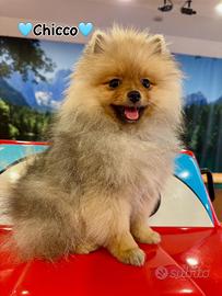 Volpino della Pomerania