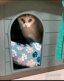Toffee gattina di 3 anni adozione del cuore