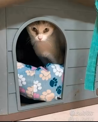 Toffee gattina di 3 anni adozione del cuore