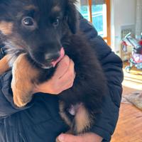 Pastore tedesco incrocio lupo