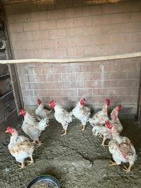 Galline e polli