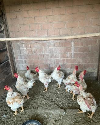 Galline e polli