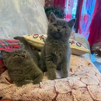 British Shorthair Blu