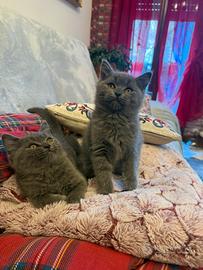 British Shorthair Blu