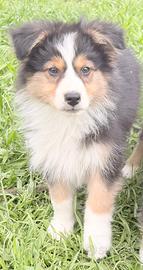 Cuccioli pastore australiano