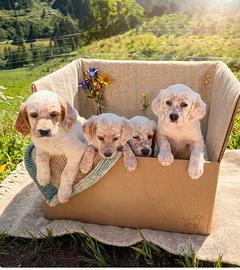 Cane Setter inglese - due cuccioli maschi