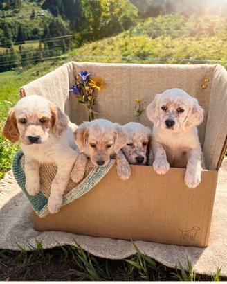 Cane Setter inglese - due cuccioli maschi