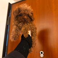 Meravigliosa tecaup?