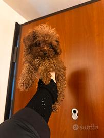 Meravigliosa tecaup?