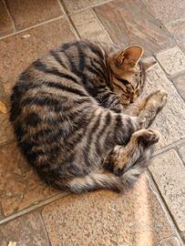 Gatti (3/4 mesi circa)