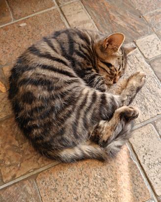 Gatti (3/4 mesi circa)