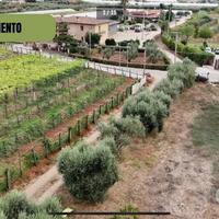 Terreno Agricolo Terracina fronte strada