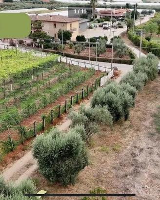 Terreno Agricolo Terracina fronte strada