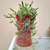 Pianta  Ruby"Othonna capensis" /Senecio herreianus