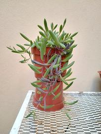 Pianta  Ruby"Othonna capensis" /Senecio herreianus