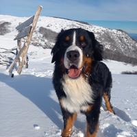 Bovaro del bernese per monta accoppiamento