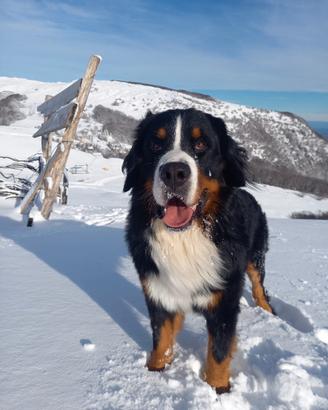 Bovaro del bernese per monta accoppiamento