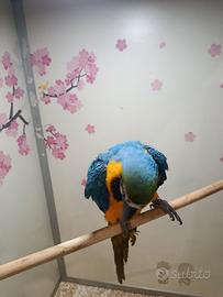 Cucciolo di pappagallo ara arauna