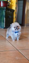 Spitz cuccioli