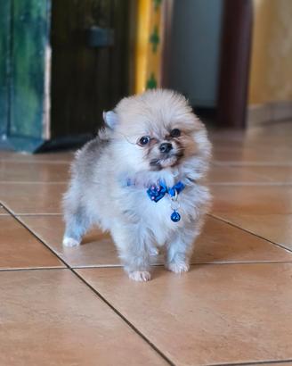 Spitz cuccioli