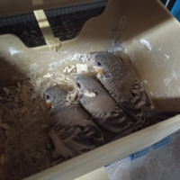 Coppie di Gola tagliata