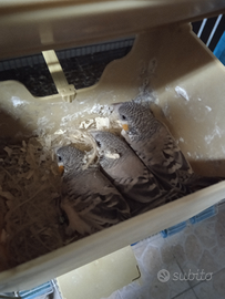 Coppie di Gola tagliata