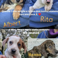 Cuccioli magnifici