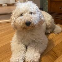 Valuto compagna razza :" barboncini"