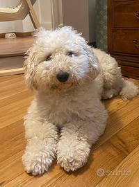 Valuto compagna razza :" barboncini"