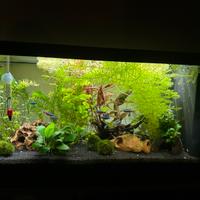 Potature piante acquario