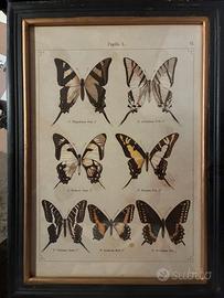 Quadro decorativo – Tavola naturalistica farfalle