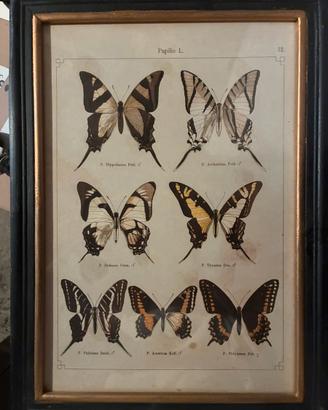 Quadro decorativo – Tavola naturalistica farfalle