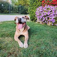 Cane incrocio amstaf