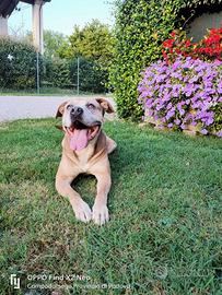 Cane incrocio amstaf