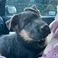 Cucciolo pastore tedesco maschio con pedigree