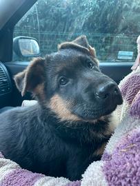 Cucciolo pastore tedesco maschio con pedigree