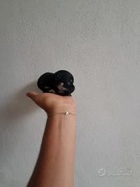 Cucciolata di chihuahua da borsetta