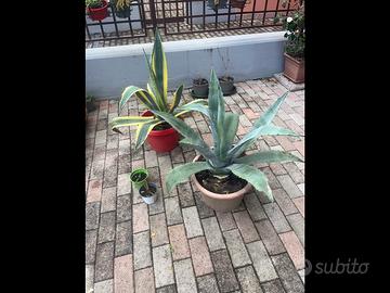 Agave