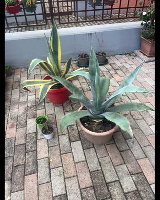 Agave