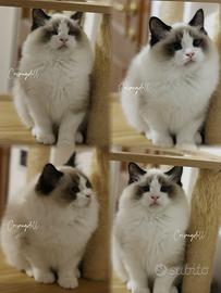 Dolcissimi ragdoll