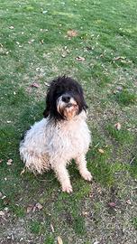 Cane Meticcio