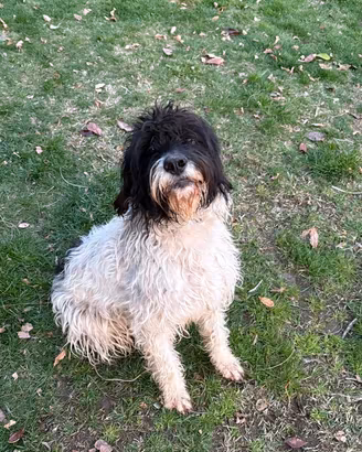 Cane Meticcio